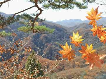 梁山最新每日疫情数据及防控成效揭秘