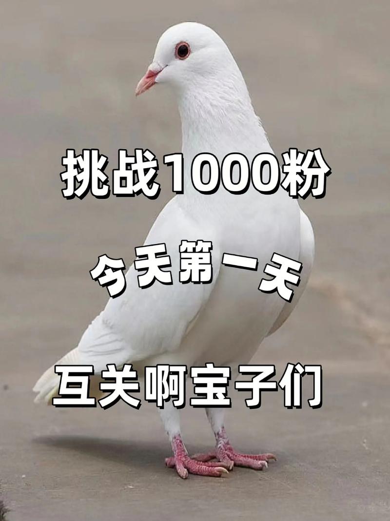 1元1000个赞秒到-一块钱涨1000粉